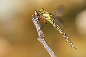 Aeshna: Southern / Blue Hawker / Migrant Hawker female