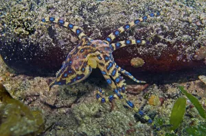 Maculosa: Southern Blue Ring Octopus
