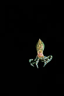Maculosa: Southern Blue-Ringed Octopus