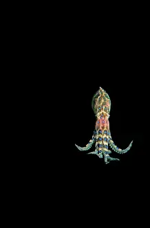 Annoyed: Southern Blue-ringed Octopus - Displays bright