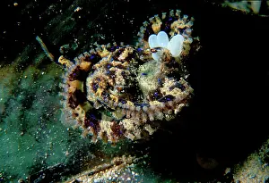 Octopuses: Southern blue-ringed octopus female with eggs