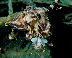 Octopuses: Southern blue-ringed octopus, female with eggs