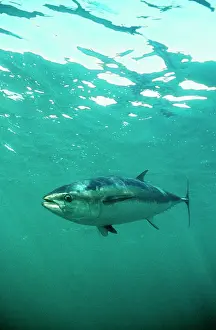 Tunas: Southern Bluefin TUNA