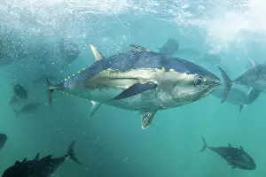 Lincoln: Southern Bluefin Tuna