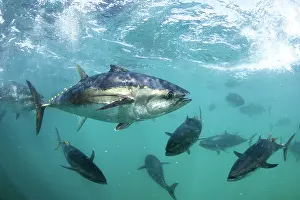 Lincoln: Southern Bluefin Tuna
