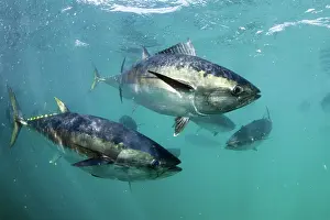 Lincoln: Southern Bluefin Tuna
