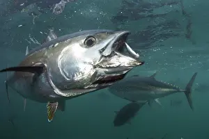 Lincoln: Southern Bluefin Tuna