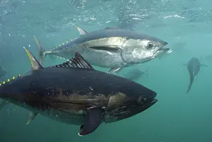 Lincoln: Southern Bluefin Tuna