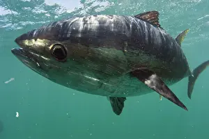 Lincoln: Southern Bluefin Tuna