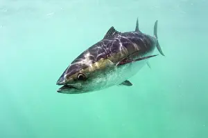 Lincoln: Southern Bluefin Tuna