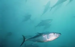 Bluefin: Southern Bluefin TUNA - shoal