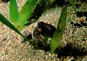 Sepiola: Southern bobtail squid, species not yet described