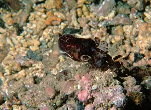 Sepiola: Southern bobtail squid, species not yet described