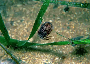 Sepiola: Southern bobtail squid, species not yet described