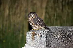 Novaeseelandiae: Southern Boobook / Morepork / Mopoke / Ruru Owl