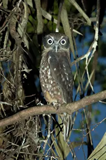 Ninox: Southern Boobook Owl