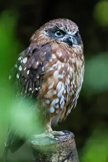 Novaeseelandiae: Southern Boobook Owl, perched on stump, captive