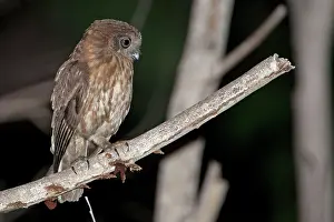 Novaeseelandiae: Southern Boobook - perched on branch