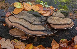 Beeches: Southern Bracket, Ganoderma australe, fungus on