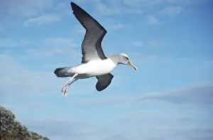 Albatross: Southern Buller's ALBATROSS - in flight