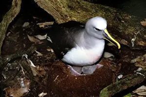 Albatrosses: Southern Buller's Albatross - with newly hatched chick
