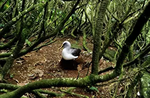 Buller: Southern Buller's Albatross - resting under Olearia tree