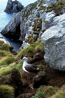 Buller: Southern Buller's Albatrosses - on cliff