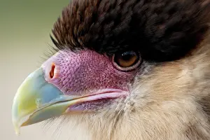 Caracara: Southern Caracara