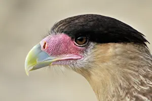 Caracara: Southern Caracara