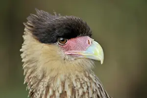 Caracara: Southern Caracara