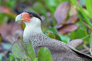 Caracara: Southern Caracara