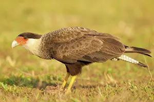 Caracara: Southern Caracara