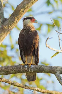 Caracara: Southern Caracara