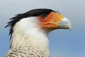 Falconidae: Southern Caracara