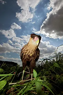 Flash: Southern Caracara