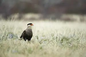 Patagonian: Southern Caracara