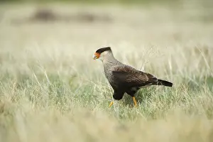 Caracara: Southern Caracara