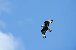Chile: Southern Caracara