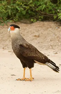 Talons: Southern Caracara