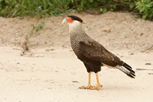 Talons: Southern Caracara