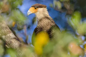 Caracara: Southern Caracara (Caracara plancus) portrait
