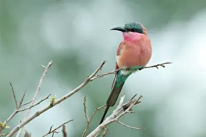 Krger: Southern Carmine Bee-eater