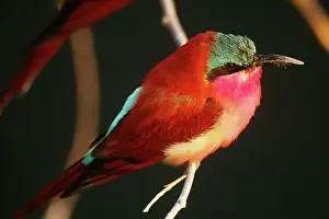 Nubicoides: Southern Carmine Bee-Eater