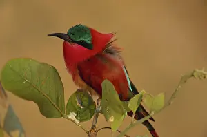 Themes: Southern Carmine Bee-eater