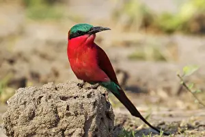 Eater: Southern Carmine Bee-Eater