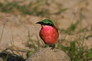Hwange: Southern Carmine Bee-eater (Merops nubicoides)
