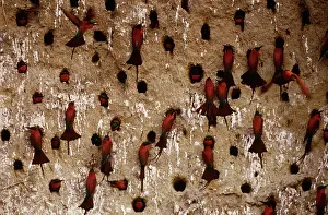 Eaters: Southern Carmine Bee-Eaters