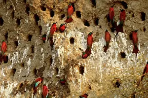 Eaters: Southern Carmine Bee-Eaters