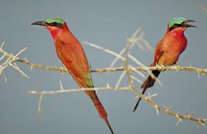 Insectivorous: Southern Carmine Bee-Eaters
