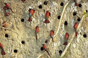 Insectivorous: Southern Carmine Bee Eaters